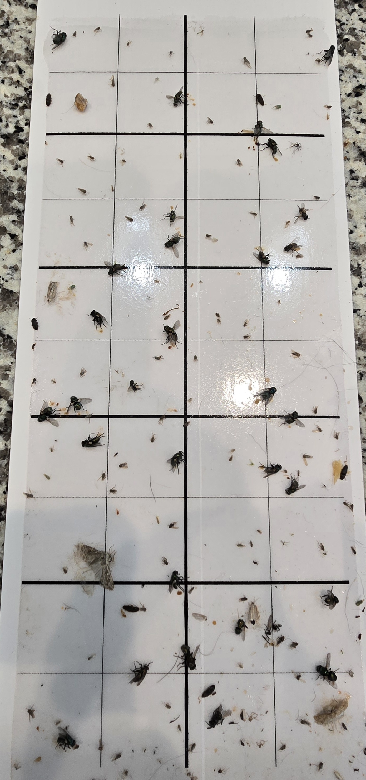Test 2 Sticky Fly Bowl glue board close-up covered in flies and other insects