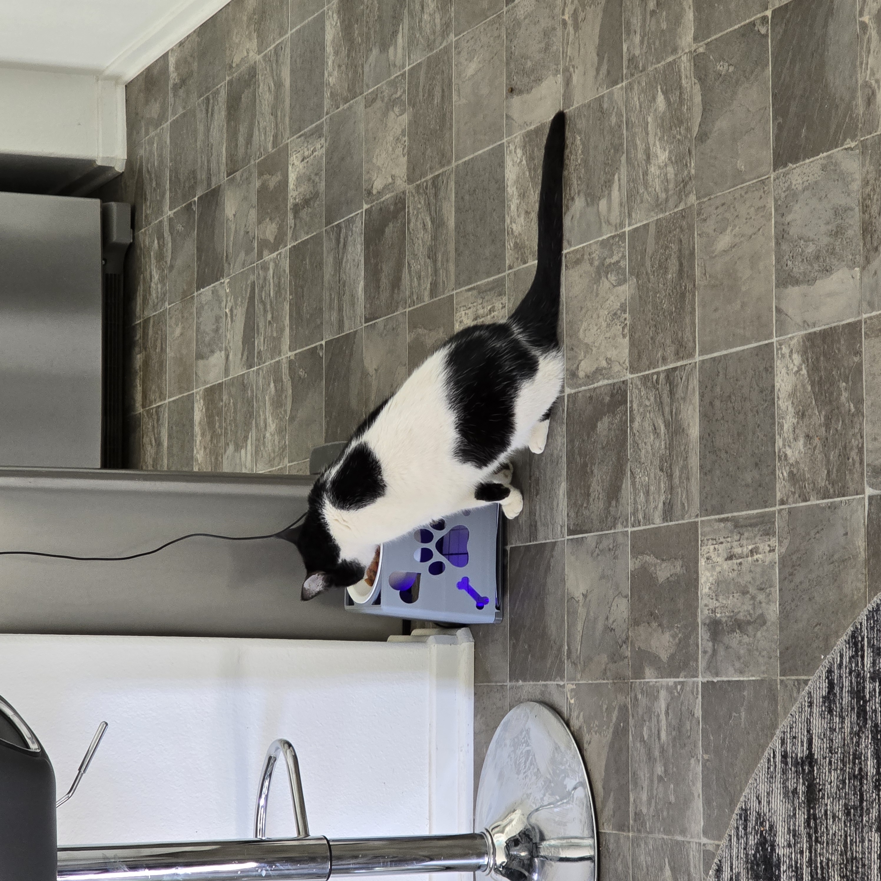 Cat eating from a blue illuminated Sticky Fly Bowl