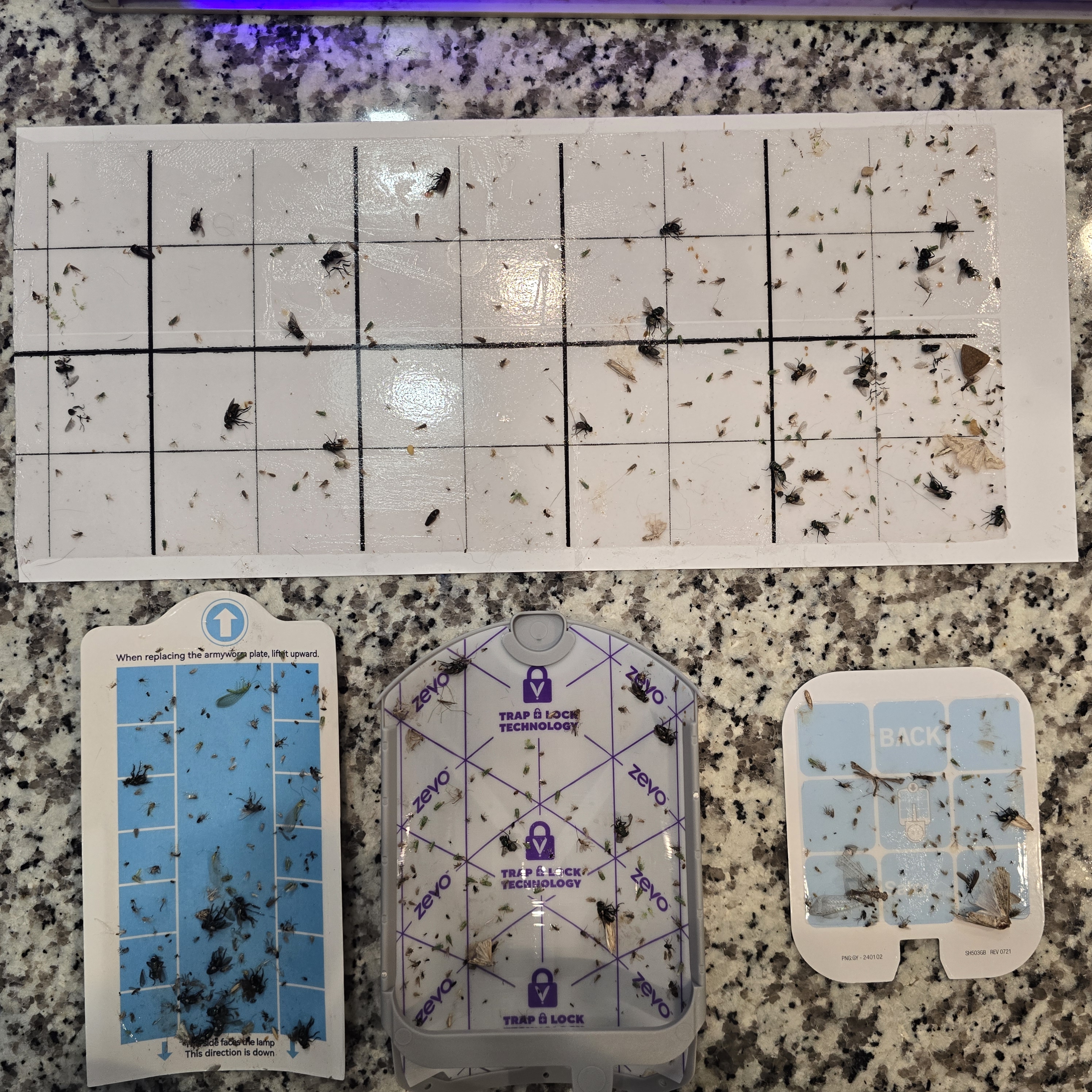 Test 1 glue boards from the 1-week comparison test showing Sticky Fly Bowl with the largest catch