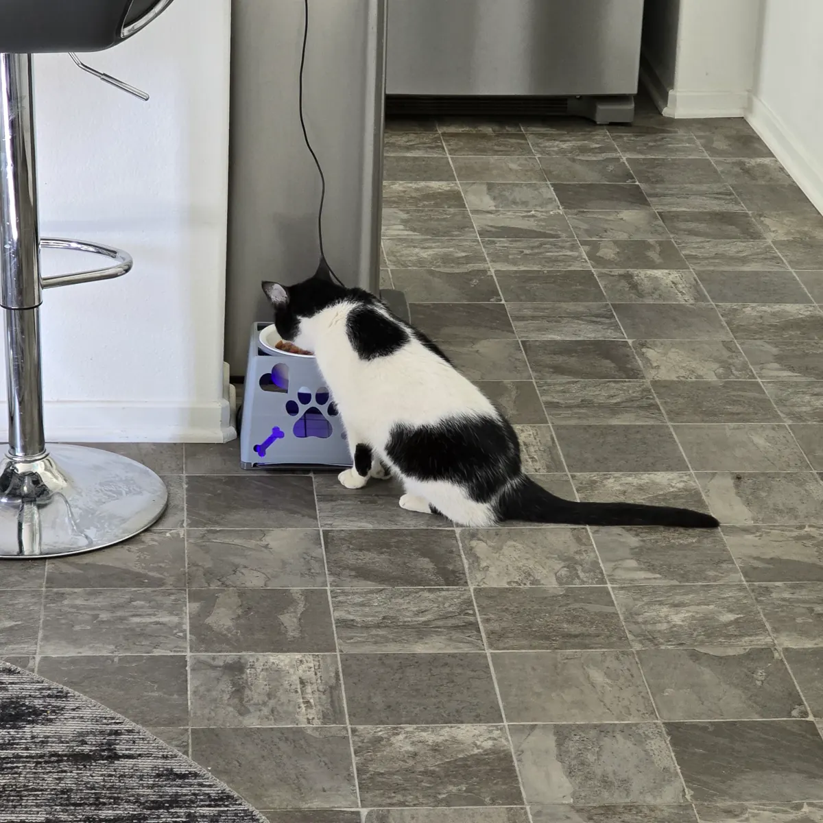 Cat eating from an illuminated Sticky Fly Bowl