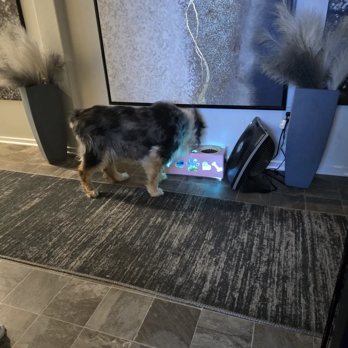 Dog using an illuminated pink Sticky Fly Bowl at home