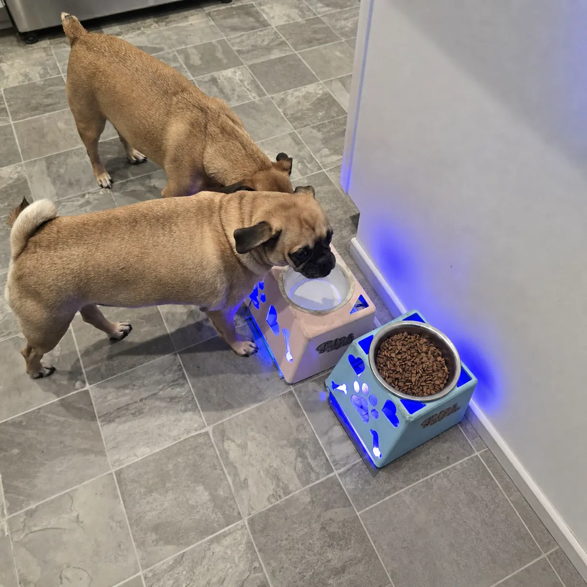 Two dogs using Sticky Fly Bowl feeders in a shared feeding area